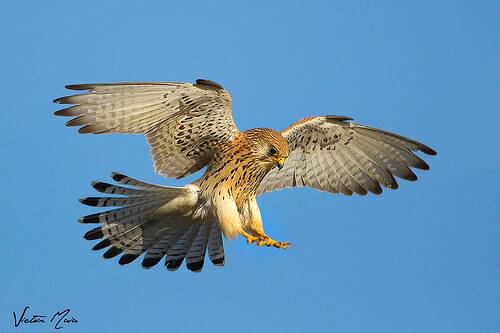 Opération épervier : chirurgie contre les atteintes à la fortune publique