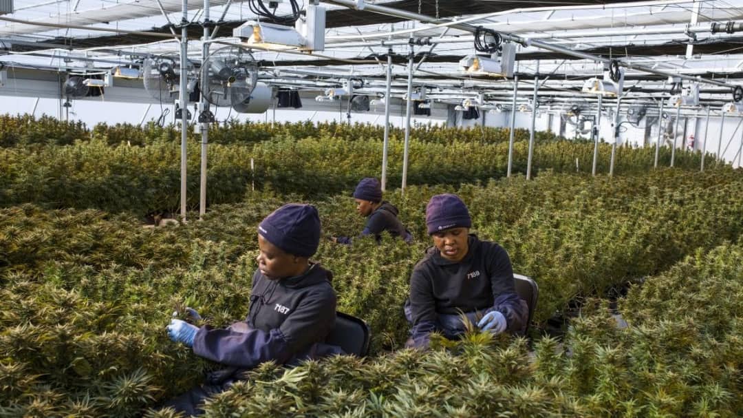 Cannabis thérapeutique : l’Afrique se positionne