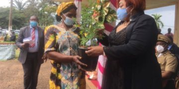 Lutte contre la Covid19 au Cameroun: Des semences d’artemisia distribuées comme moyens préventif
