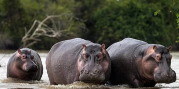 Cameroun: Trois personnes trouvent la mort à cause d’hippopotames