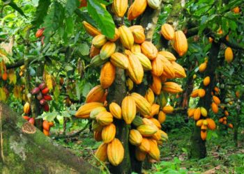 Achat du cacao: Le prix au statut quo