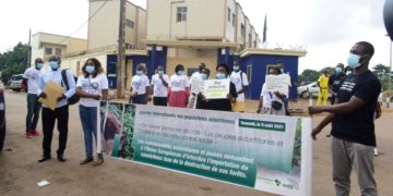 Lutte contre la déforestation liée au caoutchouc: Le peuple Baka monte au créneau