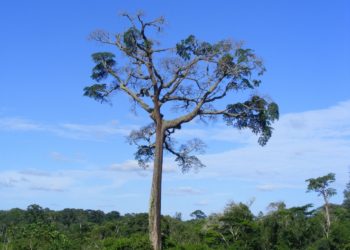 Cameroun : Le moabi, essence rare pour les peuples autochtones, menacé de disparition