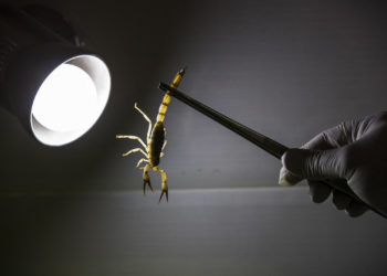 Egypte: Attention aux scorpions !