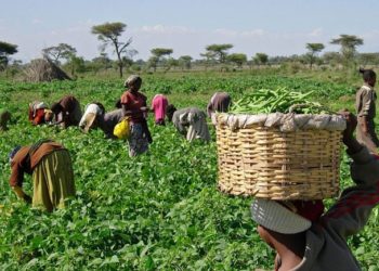 Cameroun: Les objectifs de l’aide anti-crise alimentaire de la BAD