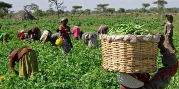 Cameroun: Les objectifs de l’aide anti-crise alimentaire de la BAD